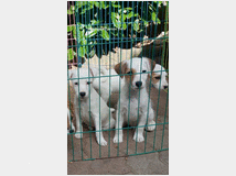 5406510 Parson Jack Russell