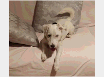 5406511 Parson Jack Russell