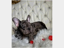 5406664 Bouledogue francese cuccioli