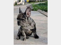 5406665 Bouledogue francese cuccioli