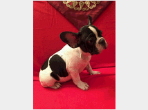 5406667 Bouledogue francese cuccioli