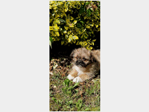5406943 Shiba Inu maschietti