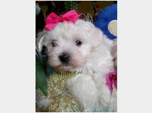 5407098 Maltipoo cuccioli