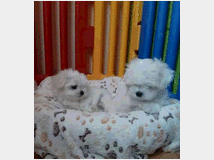 5407099 Maltipoo cuccioli