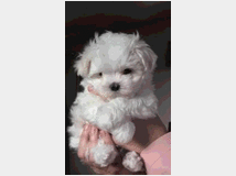 5407100 Maltipoo cuccioli