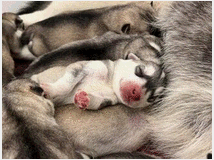 5407399 Cuccioli di SIBERIAN