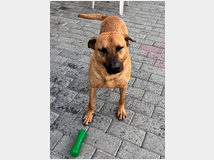 5407481 in regalo CANE