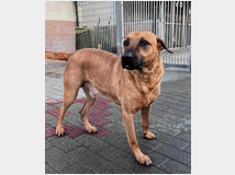 5407485 in regalo CANE