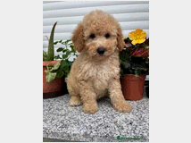 5407503 Barboncina toy albicocca