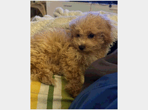 5407505 Barboncina toy albicocca