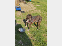 5407672 in regalo Cannella