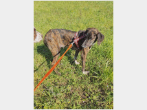 5407673 in regalo Cannella