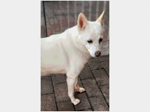 5407686 in regalo CANE