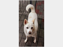 5407687 in regalo CANE