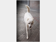 5407688 in regalo CANE