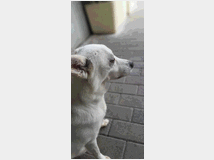 5407689 in regalo CANE