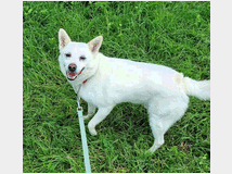 5407690 in regalo CANE