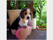5407718 Beagle tricolore cuccioli