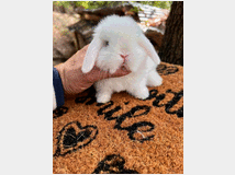 5407799 Cuccioli di minilop