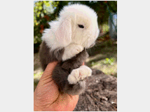 5407800 Cuccioli di minilop