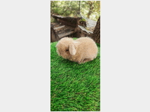 5407802 Cuccioli di minilop