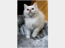 5407990 Sacro di Birmania