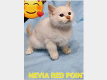 5407991 Sacro di Birmania