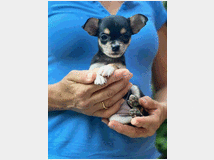 5408069 Chihuahua toy femminuccia