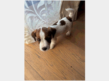 5408206 Ultimi 2 cuccioli