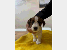 5408215 Ultimi 2 cuccioli