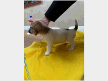 5408217 Ultimi 2 cuccioli