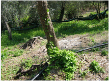 5408829 terreno coltivabile mq3250