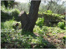 5408830 terreno coltivabile mq3250