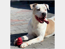 5409717 in regalo CANE