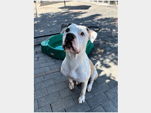 5409719 in regalo CANE