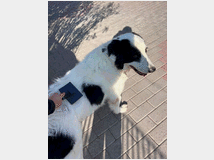 5410076 in regalo CANE