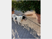 5410077 in regalo CANE