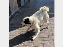 5410078 in regalo CANE