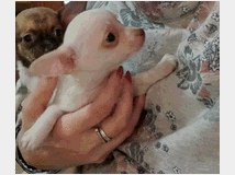 5410099 Chihuahua toy maschietti