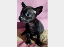 5410100 Chihuahua toy maschietti