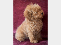 5410102 Barboncini nani e