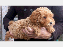 5410103 Barboncini nani e