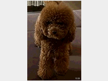 5410104 Barboncini nani e