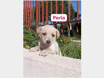 5410180 in regalo cuccioli