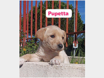 5410182 in regalo cuccioli