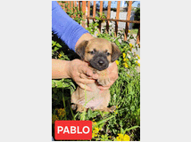 5410183 in regalo cuccioli