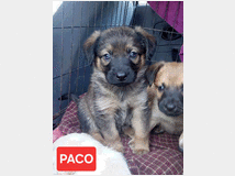 5410184 in regalo cuccioli