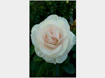 5410434 rituali tantra veri