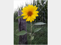 5410436 rituali tantra veri