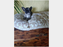 5410453 Bouledogue francese maschietto
